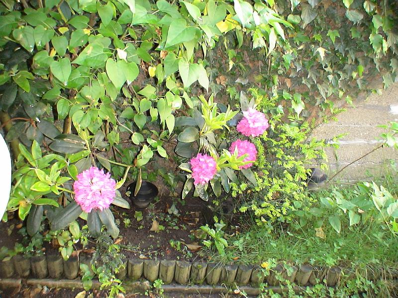 dsc00005.jpg