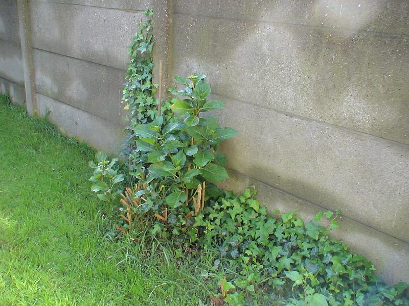 dsc00007.jpg